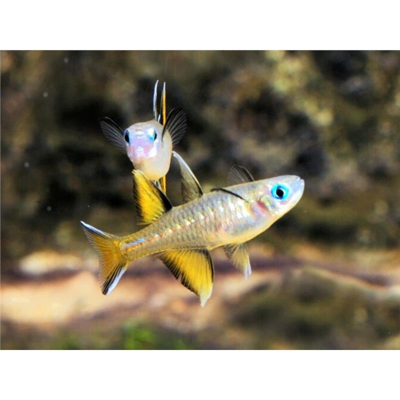 Pseudomugil signifer Pacific Blue-Eye - imagine 3